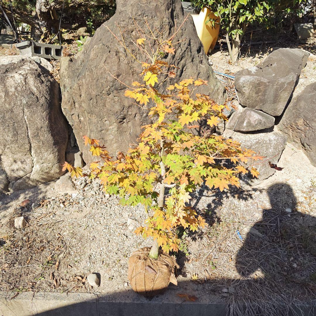 a*s様 現品 コハウチワカエデ