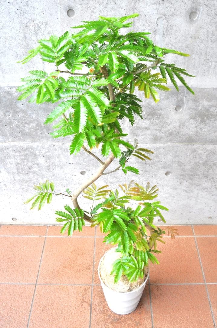 エバーフレッシュ 138cm８号 S-shaped tree form