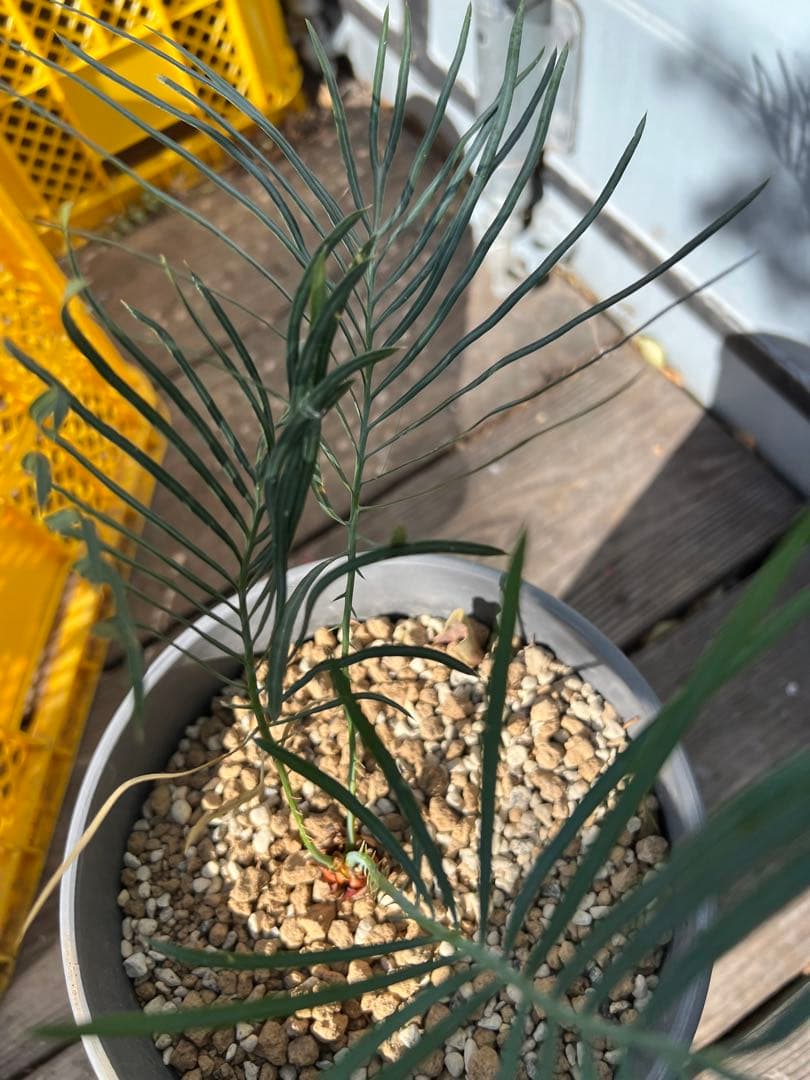 サイカス・カイルンシアナ（Cycas cairnsiana）