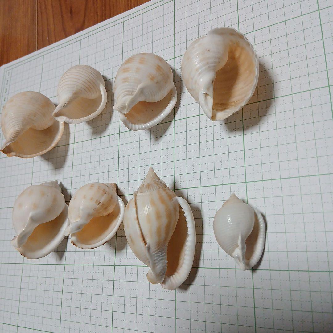 貝殻まとめ売り　28