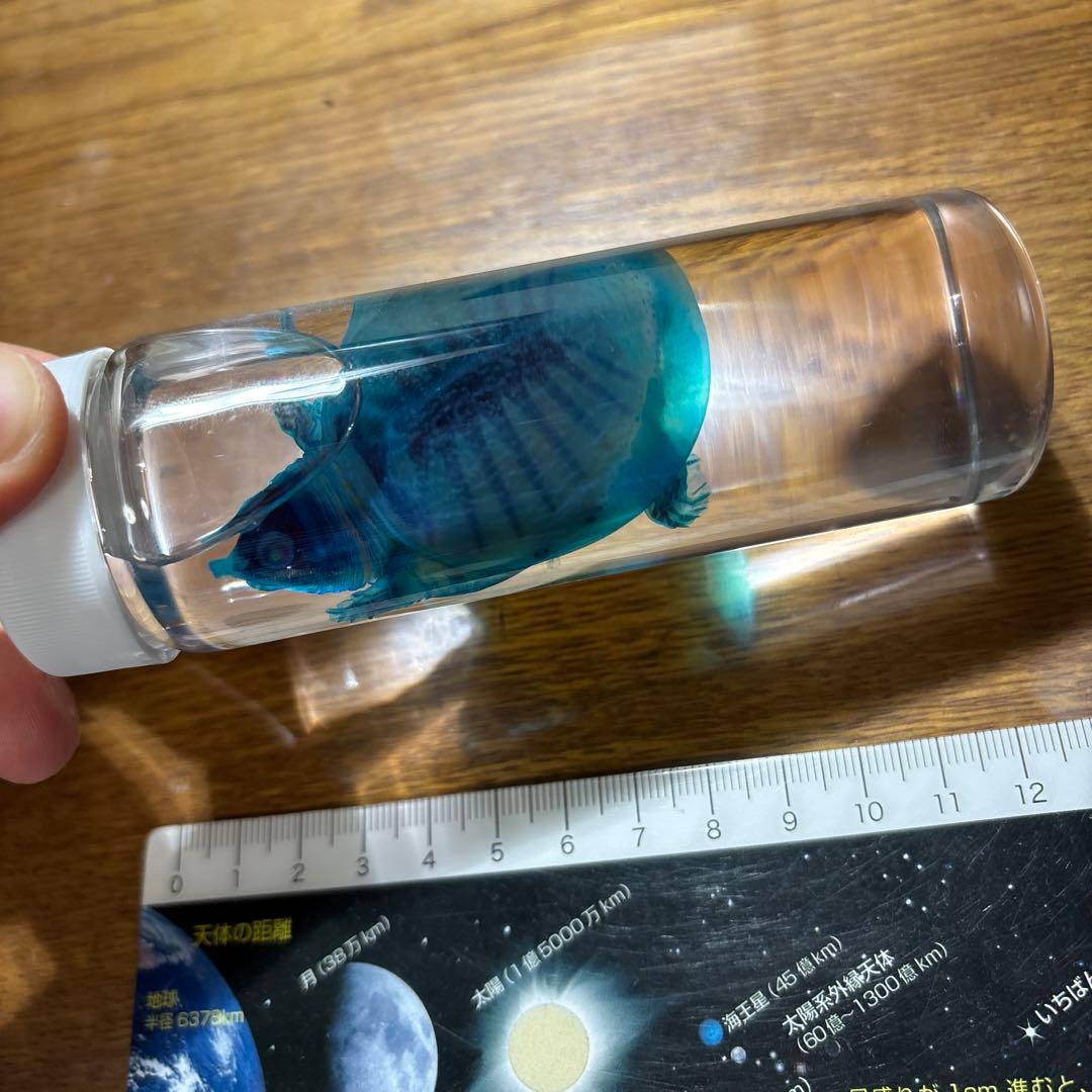 水中生物標本 プラスチック容器 ニホンスッポン　ネイチャーテクニカラー