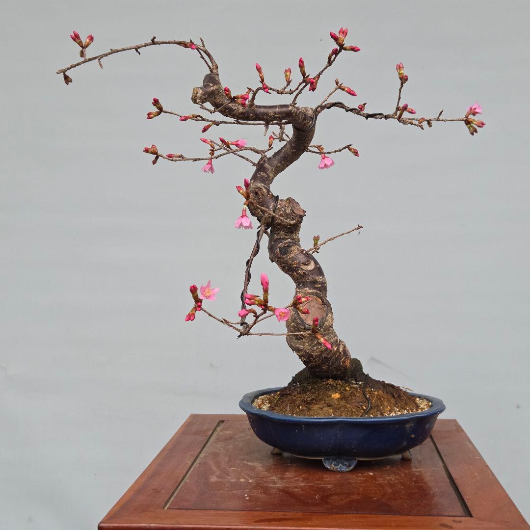 桜　(オカメ桜)　[模様木]　貴風盆栽