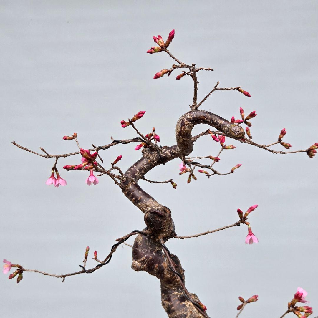 桜　(オカメ桜)　[模様木]　貴風盆栽
