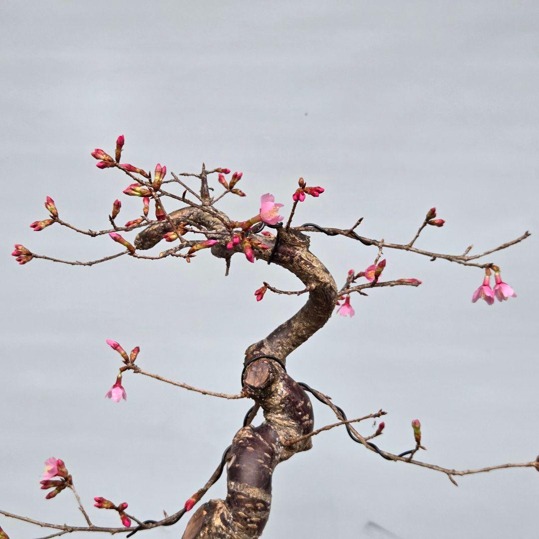 桜　(オカメ桜)　[模様木]　貴風盆栽