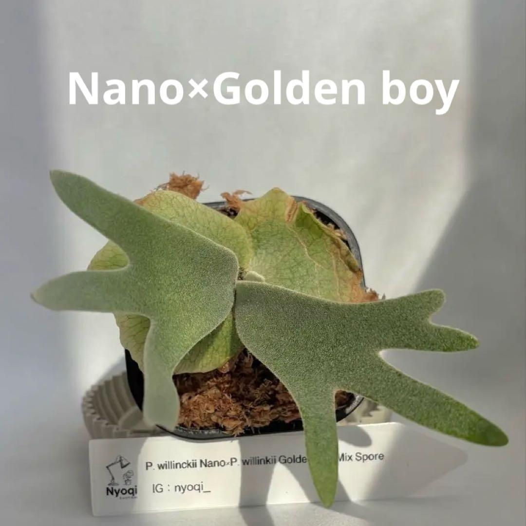 【メルカリ便】P. willinckii Nano×Golden boy 【67