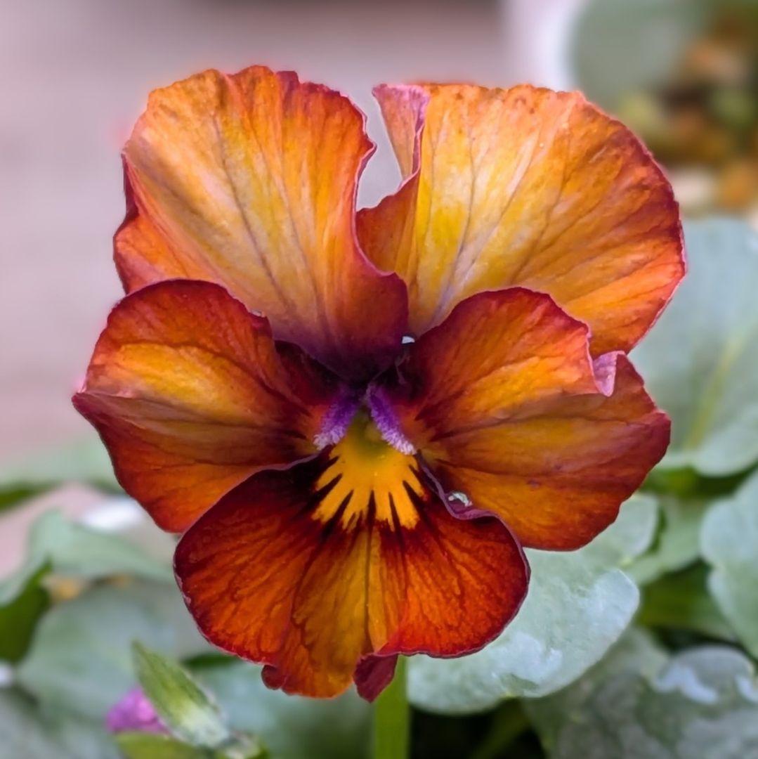 MIYABIのメルコレ②−Mercari Collection−