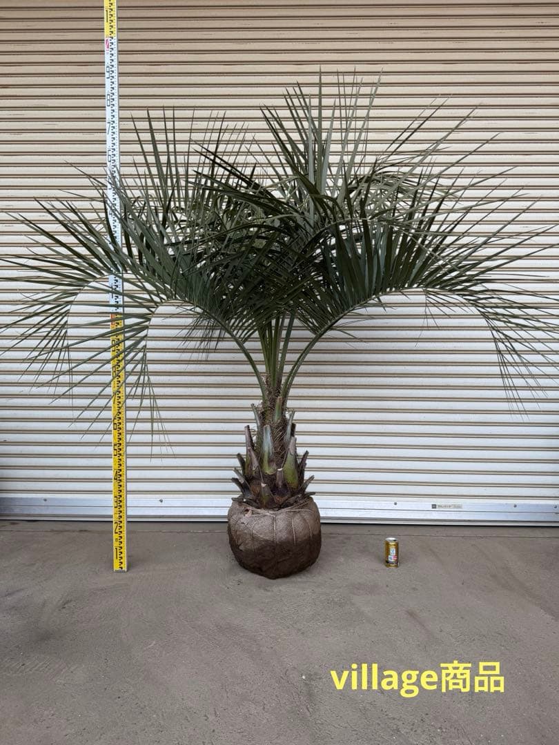 送料込み　ココスヤシ　シルバーリーフ　幹太　形状良　庭木　シンボルツリー