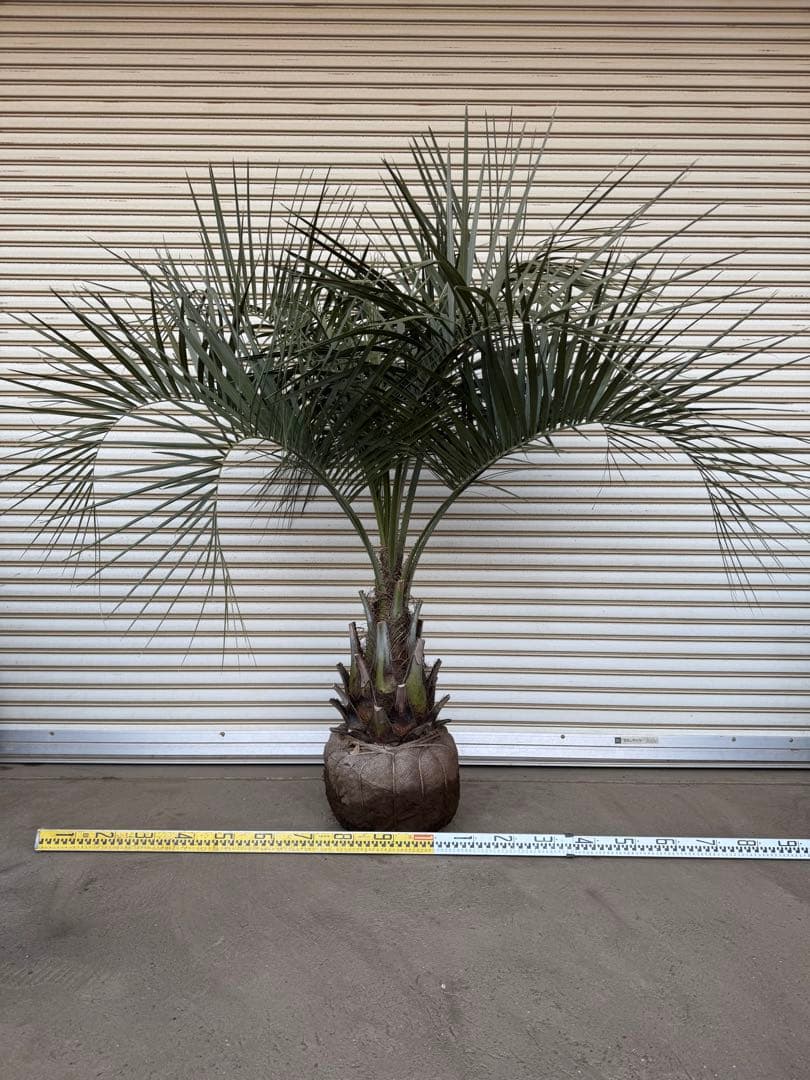 送料込み　ココスヤシ　シルバーリーフ　幹太　形状良　庭木　シンボルツリー