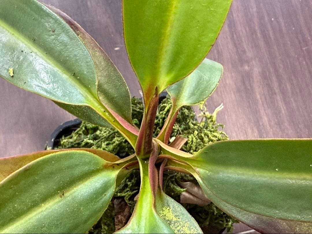 食虫植物N. edwardsiana Tambuyukon