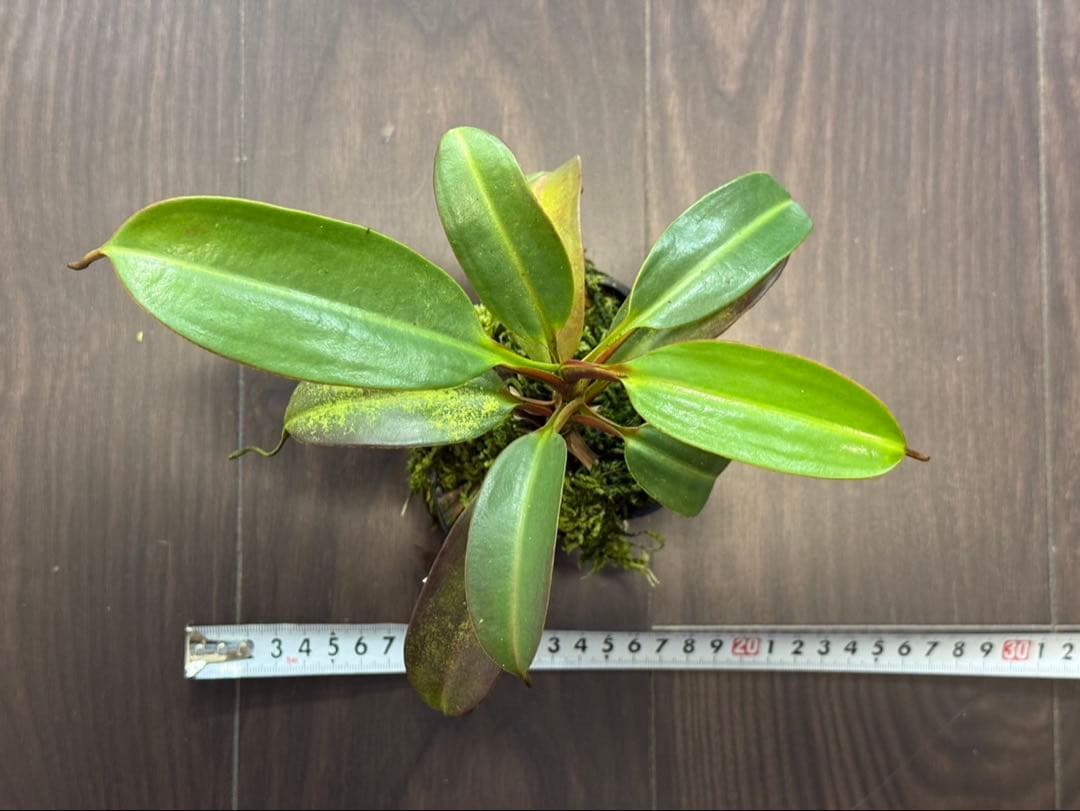 食虫植物N. edwardsiana Tambuyukon