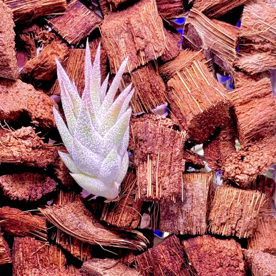 T*5様 T. ‘Hawaiian Peach’(バンハイニンギー)