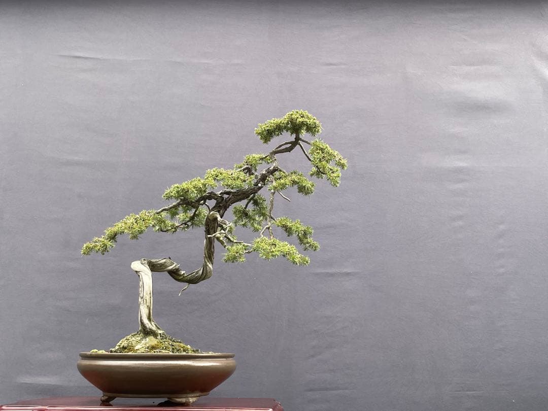 三河盆栽　杜松　盆栽