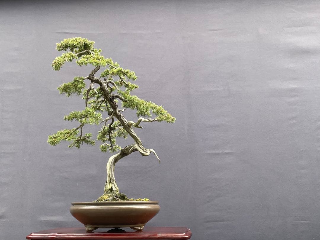 三河盆栽　杜松　盆栽