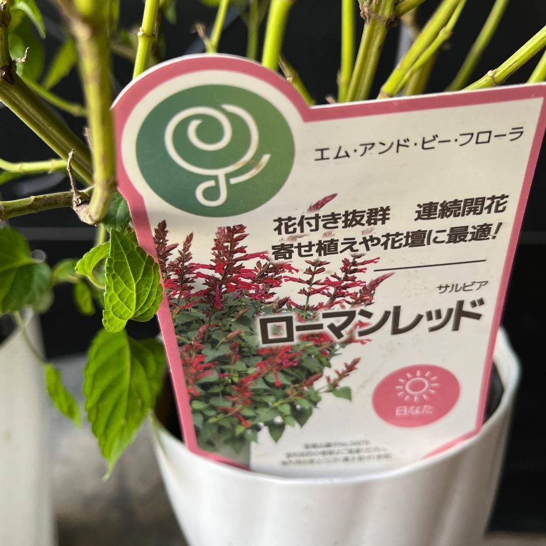 栄養系サルビア　ローマンレッドとリトルバードおしゃれな4寸鉢ごと2個 苗　植物