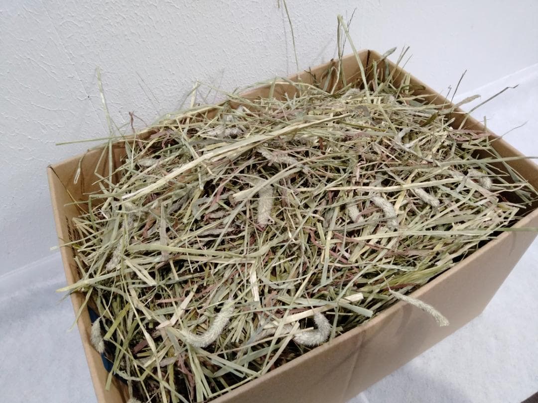 カナダ産 チモシー 50kg スーパープレミアム １番刈り