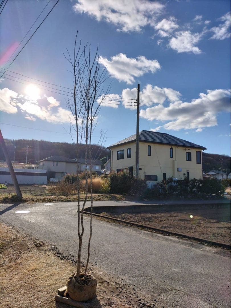 山採り アオダモ 自然樹形