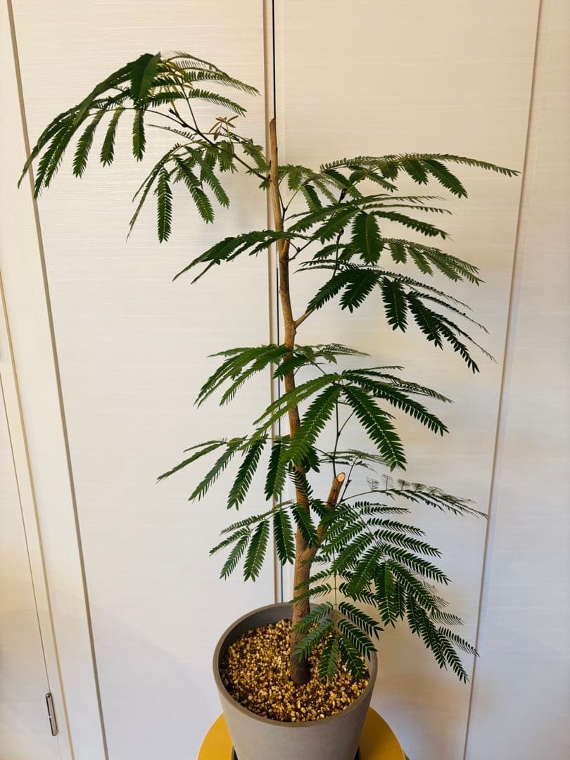 幹太エバーフレッシュ　大型　観葉植物　8号鉢