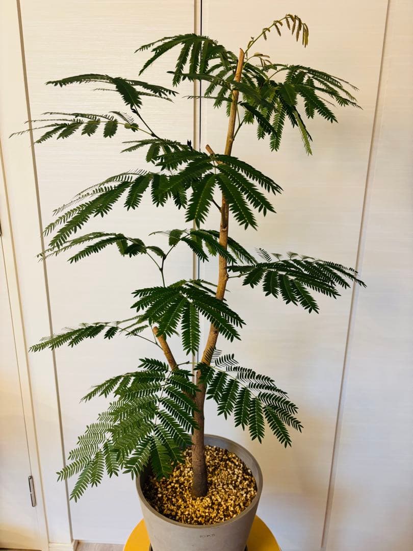幹太エバーフレッシュ　大型　観葉植物　8号鉢