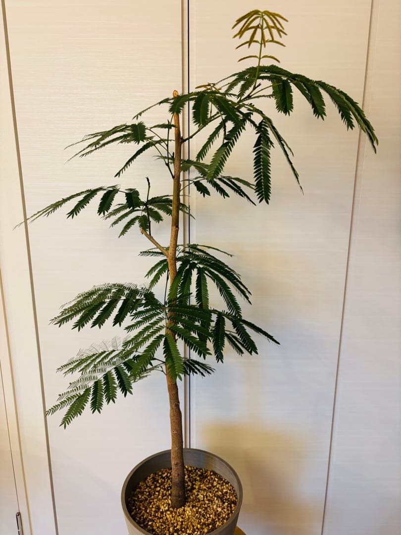 幹太エバーフレッシュ　大型　観葉植物　8号鉢