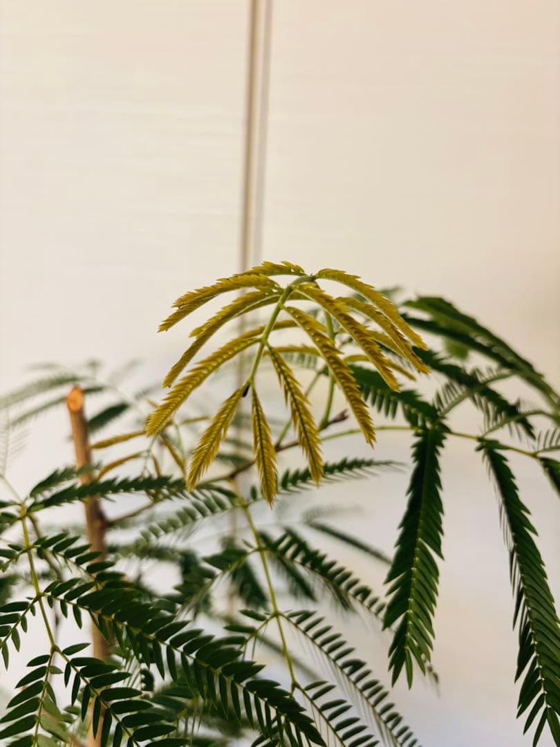 幹太エバーフレッシュ　大型　観葉植物　8号鉢