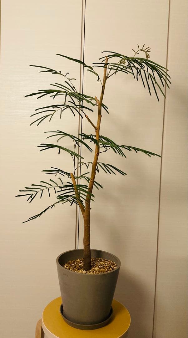 幹太エバーフレッシュ　大型　観葉植物　8号鉢