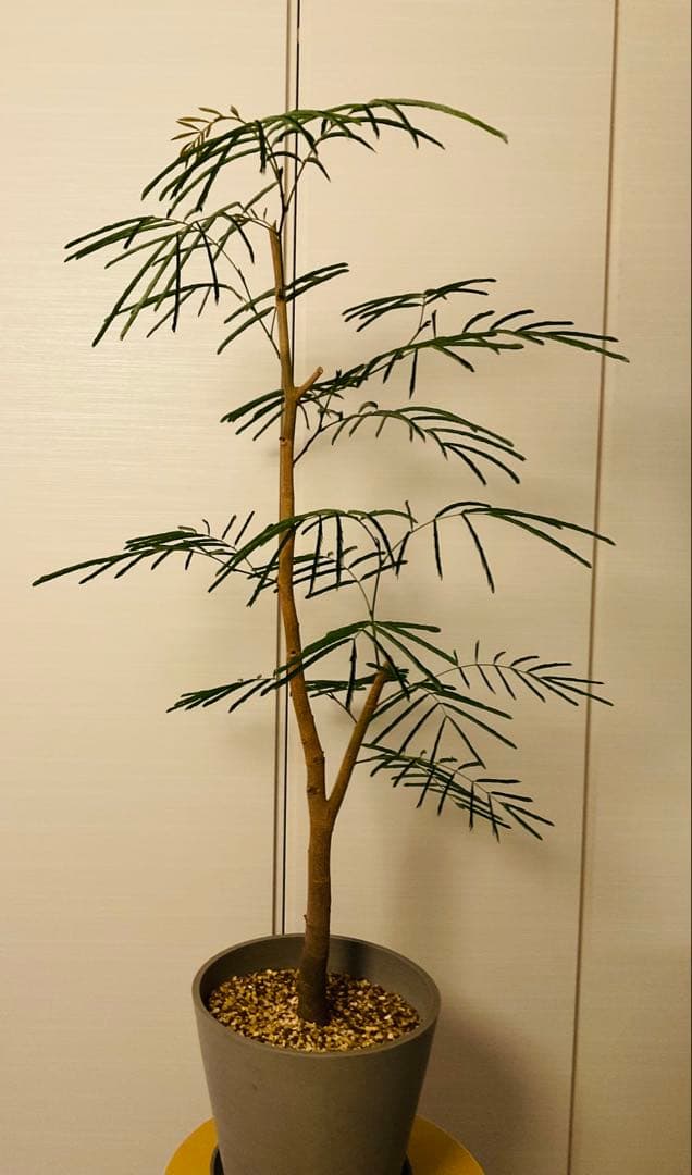 幹太エバーフレッシュ　大型　観葉植物　8号鉢