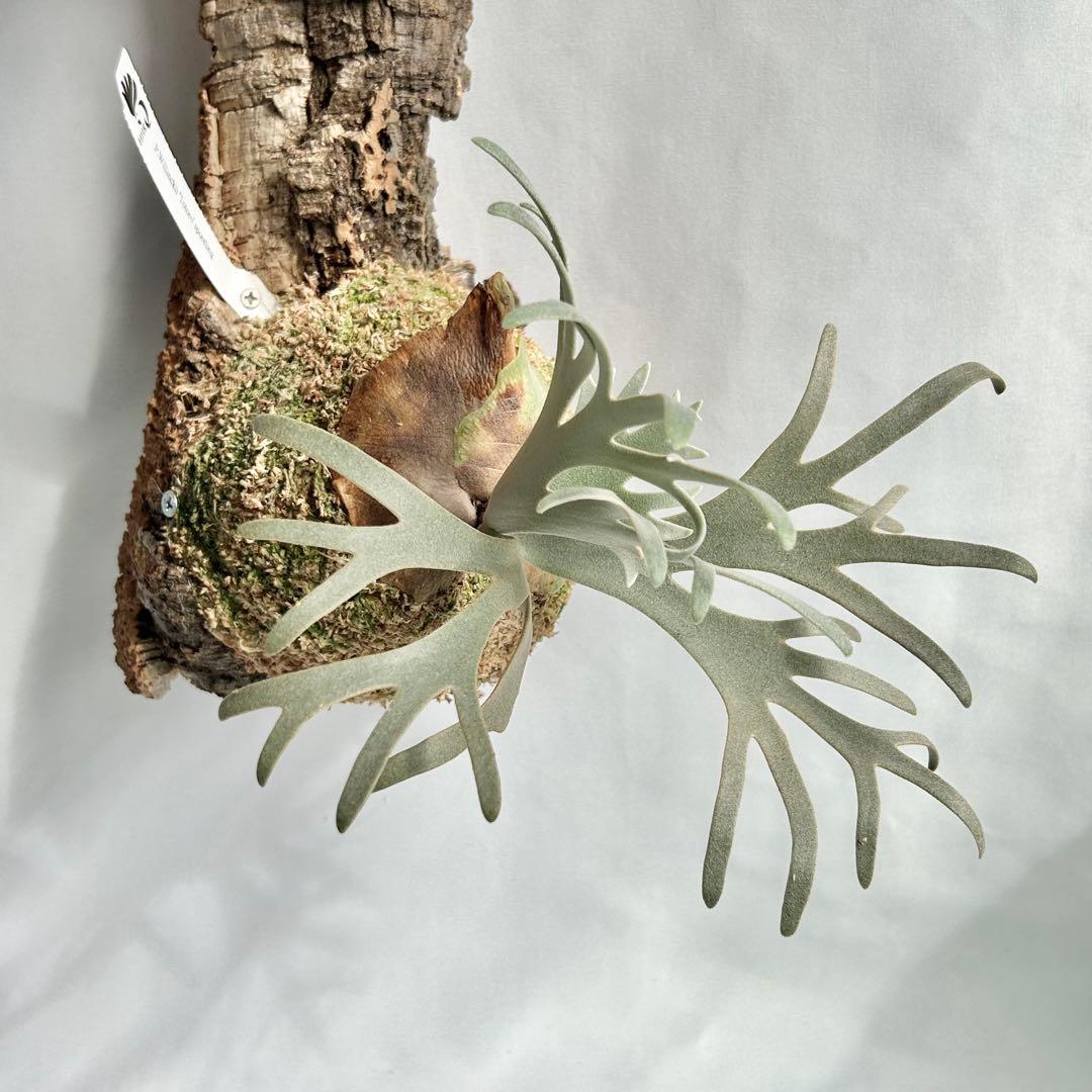 P. Willinckii Totoro' （spore）