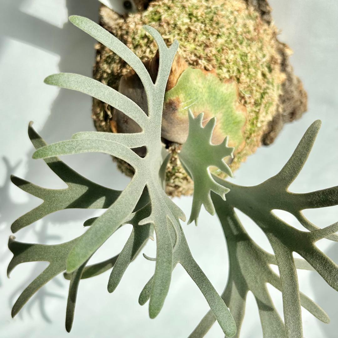 P. Willinckii Totoro' （spore）