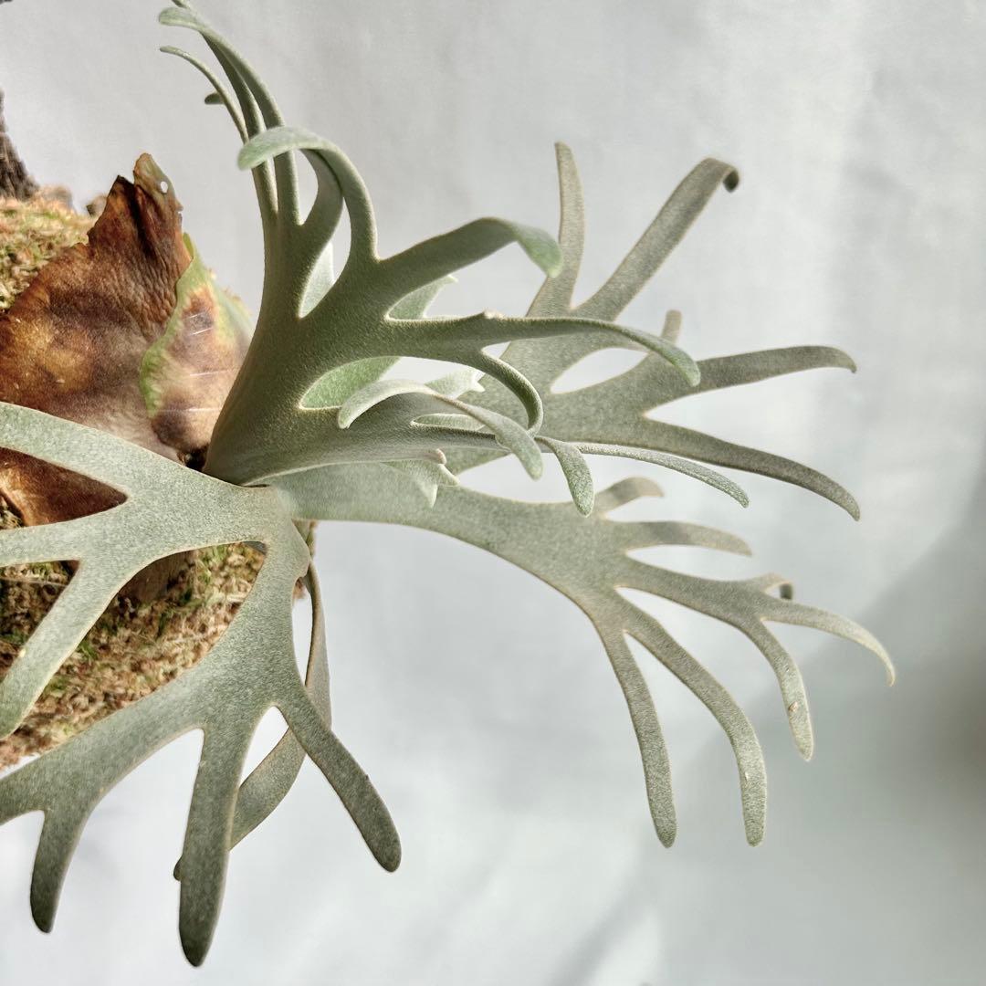 P. Willinckii Totoro' （spore）