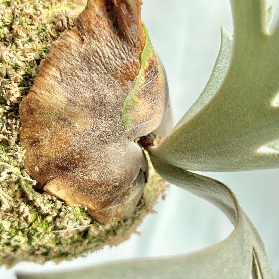 P. Willinckii Totoro' （spore）