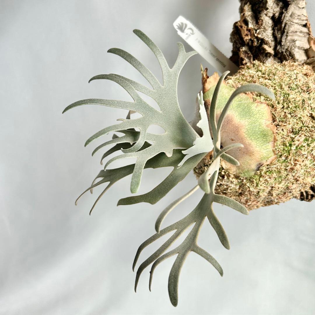 P. Willinckii Totoro' （spore）
