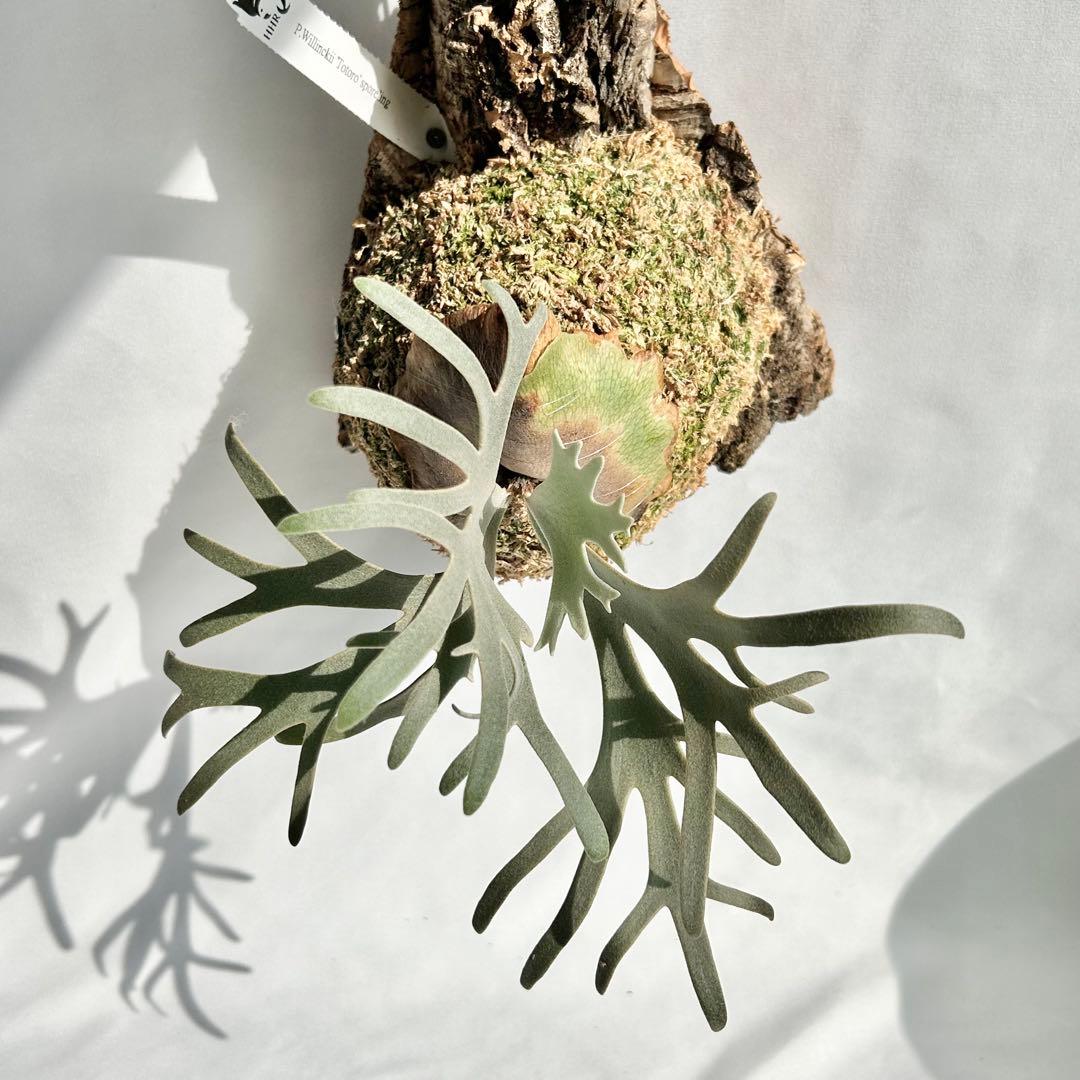 P. Willinckii Totoro' （spore）