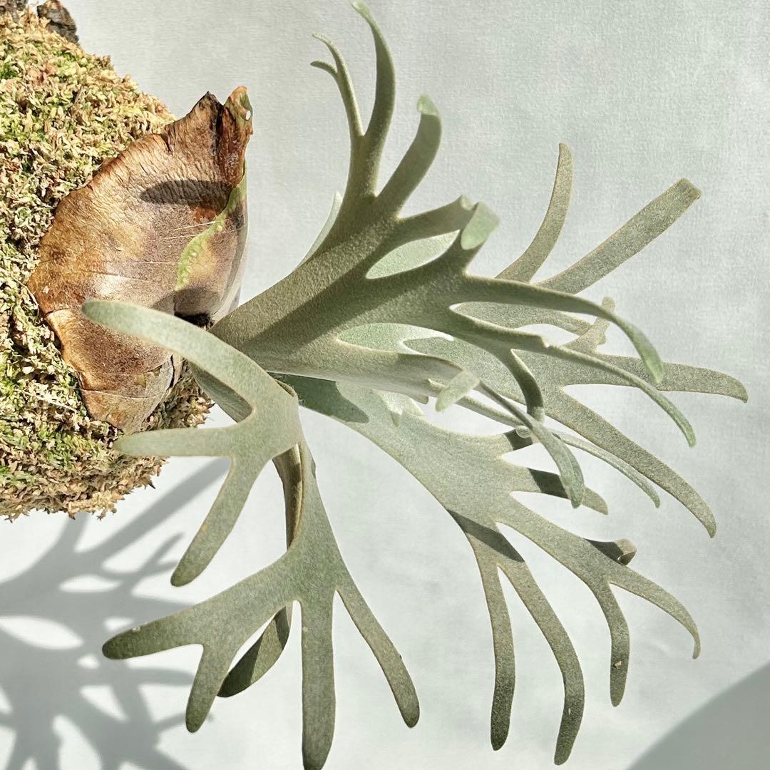 P. Willinckii Totoro' （spore）