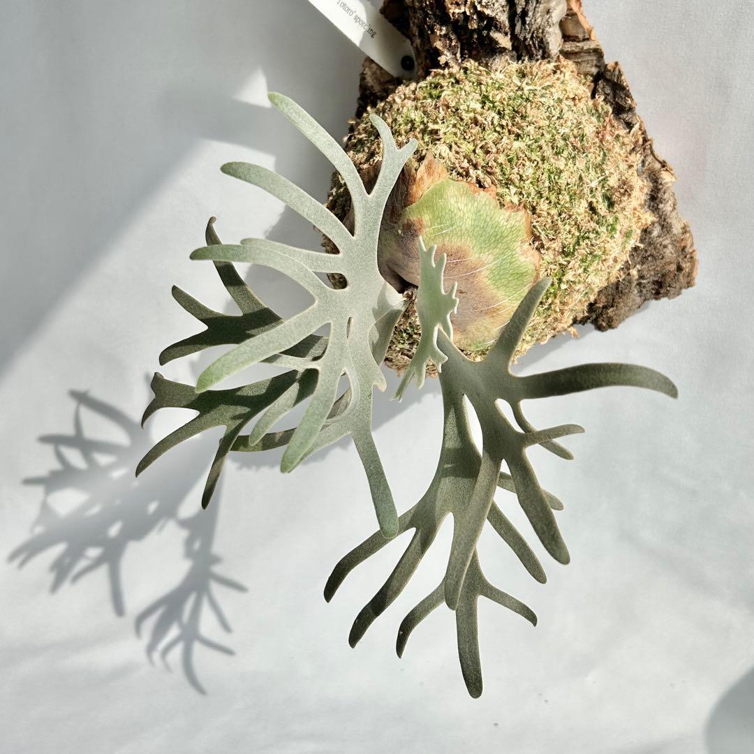 P. Willinckii Totoro' （spore）