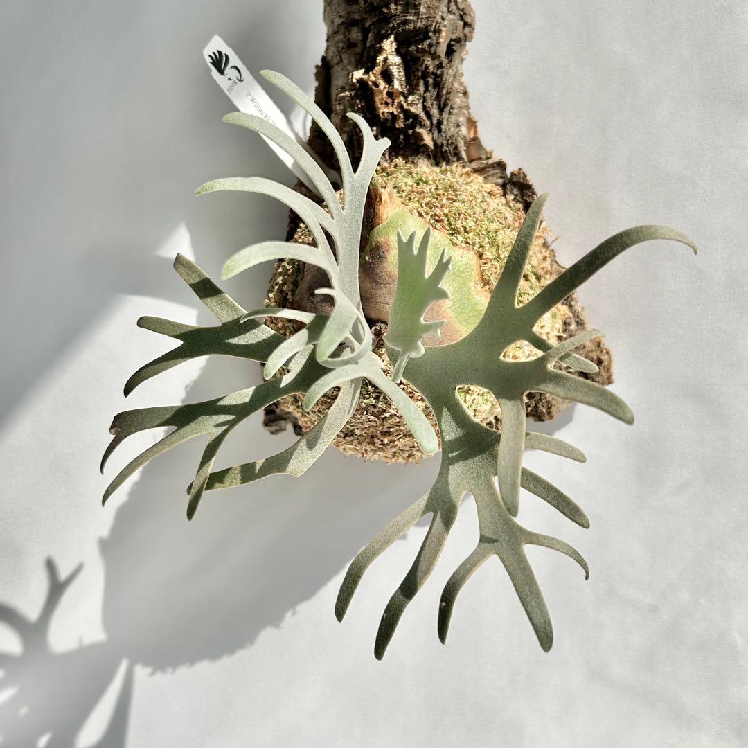 P. Willinckii Totoro' （spore）