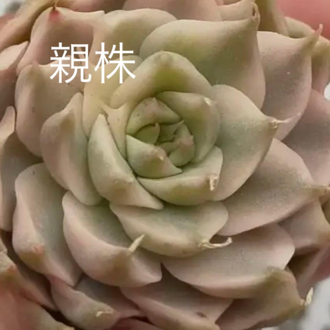 専用！多肉植物^o^ 希少❣️葉挿し赤ちゃんマーガレットレッピン錦