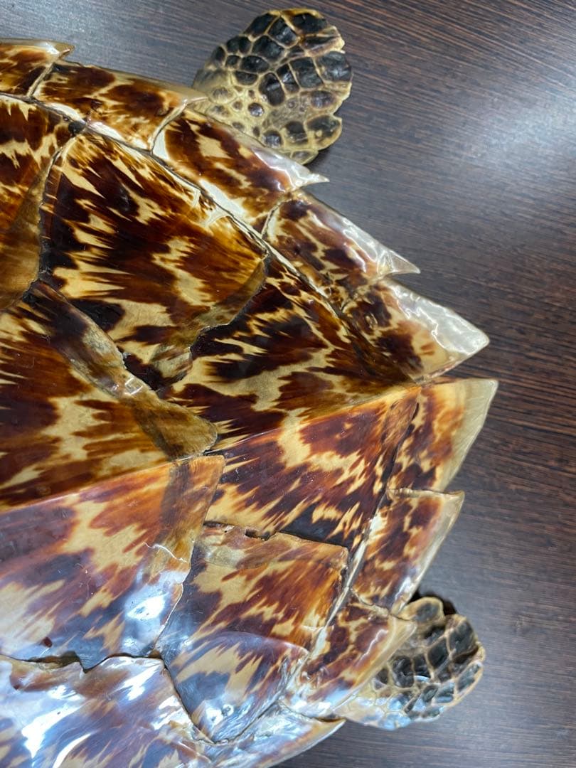 タイマイ　ウミガメ剥製