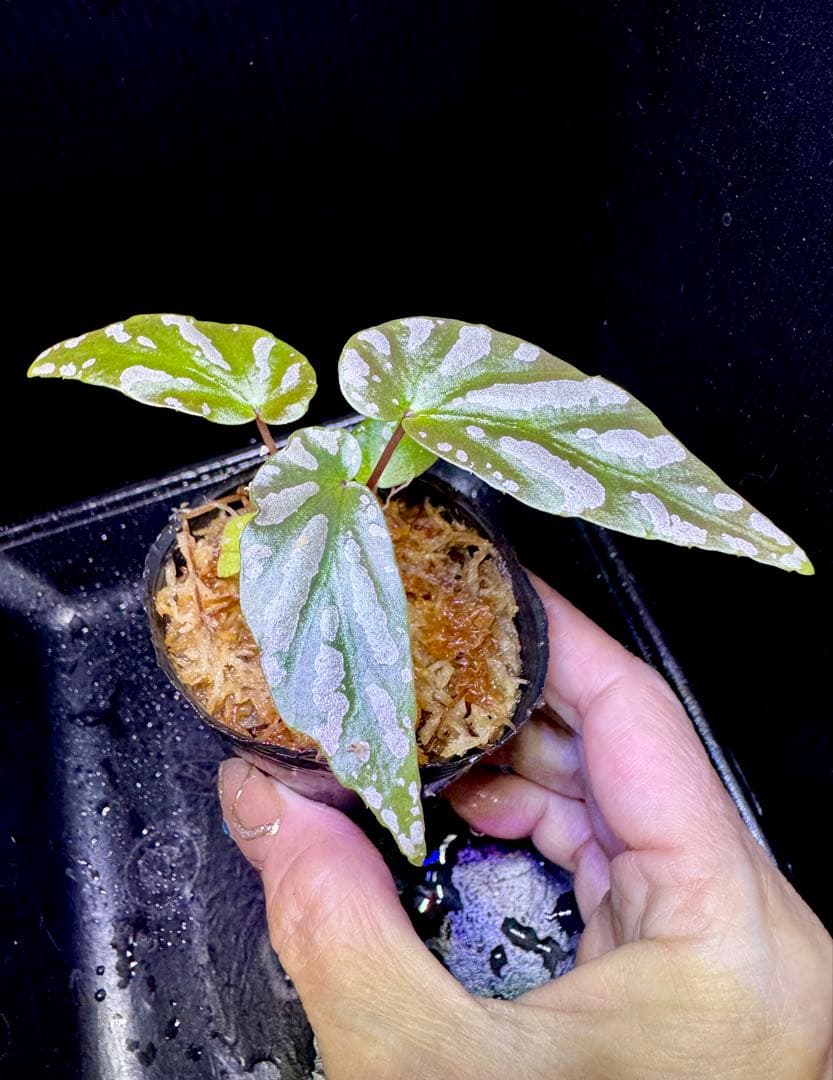 Begonia ベゴニアsp.雪の宿【LA0217-01】　原種