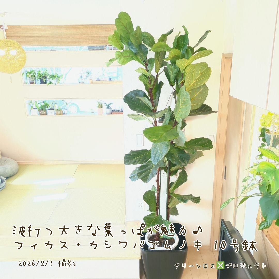 【高橋涼介LOVE⚠群馬県】フィカス・カシワバゴムノキ10号鉢