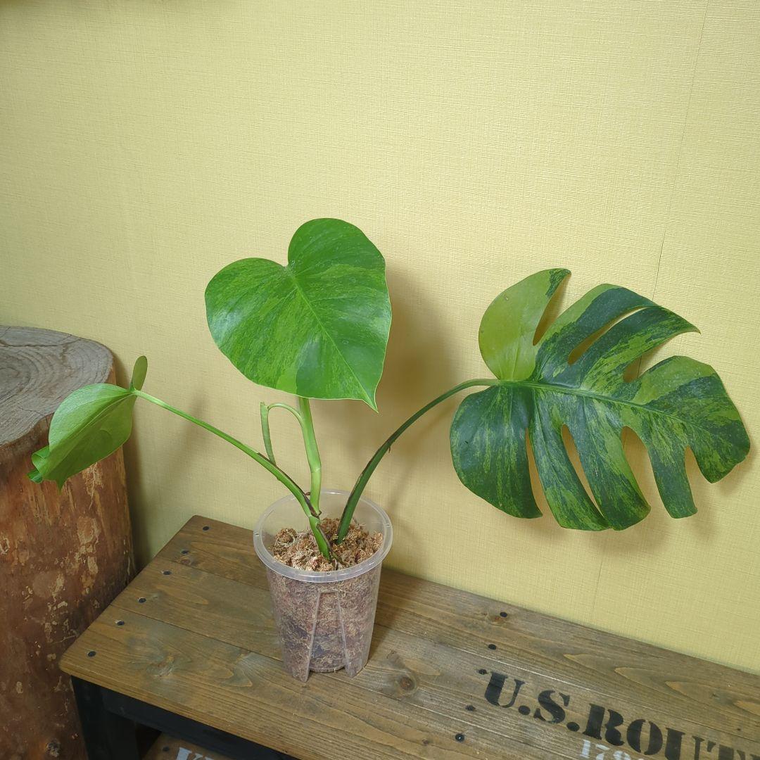 モンステラ・ポトス Monstera borsigiana Green on Green