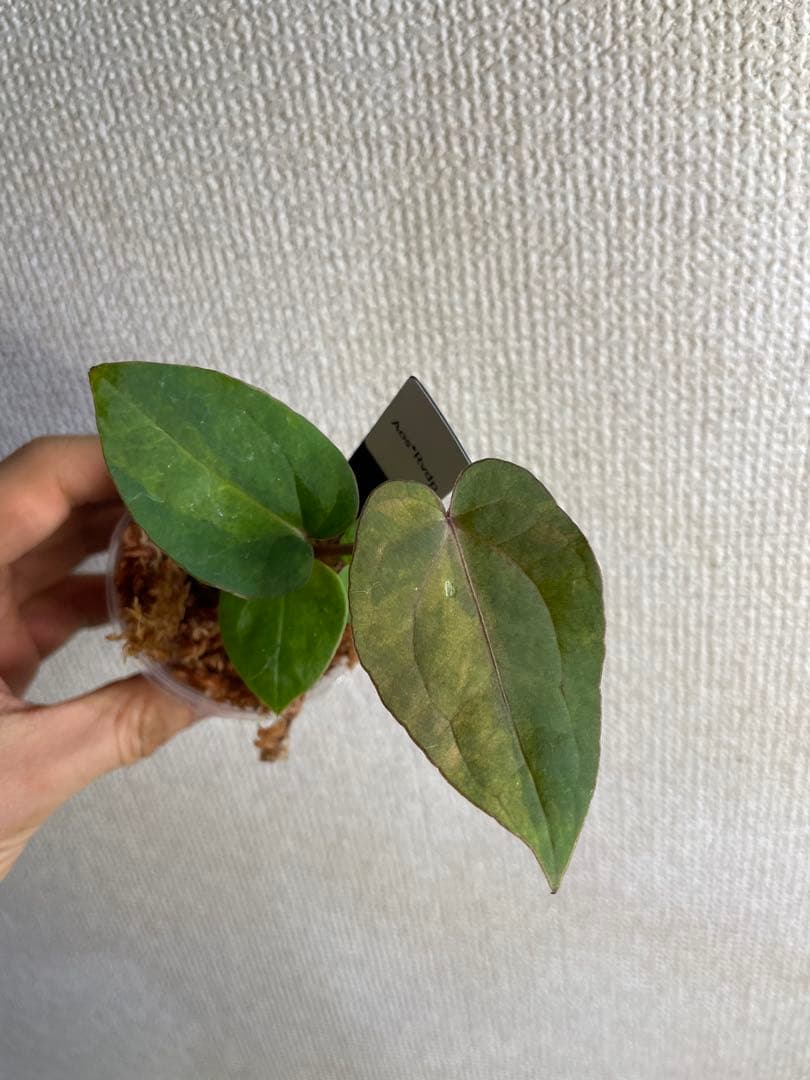 Anthurium AOS✖️RVDP斑入り