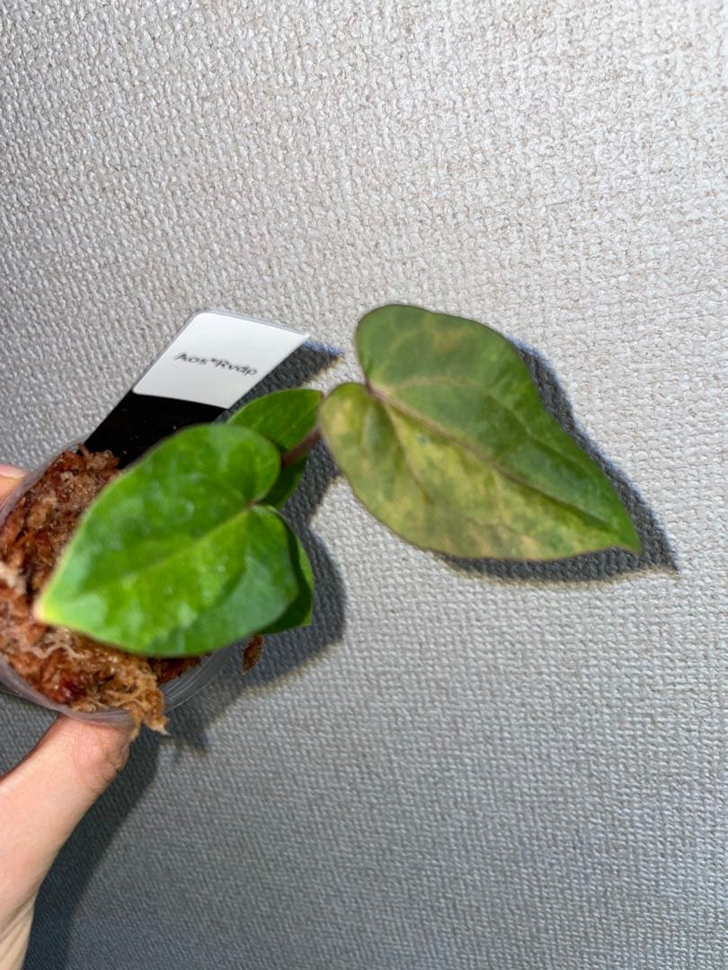 Anthurium AOS✖️RVDP斑入り