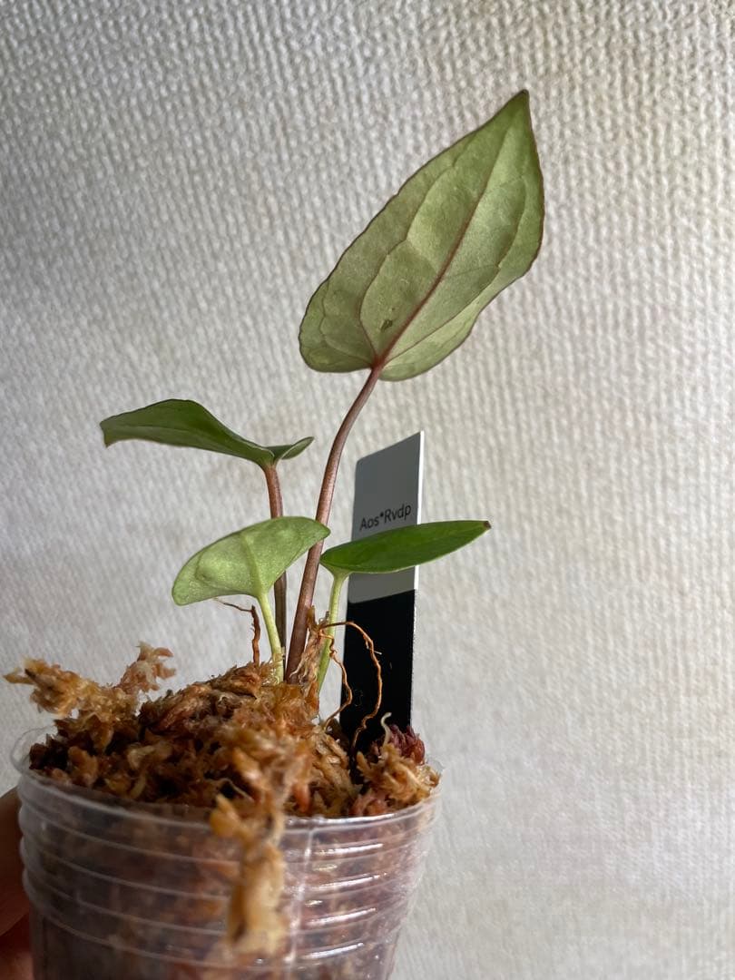 Anthurium AOS✖️RVDP斑入り
