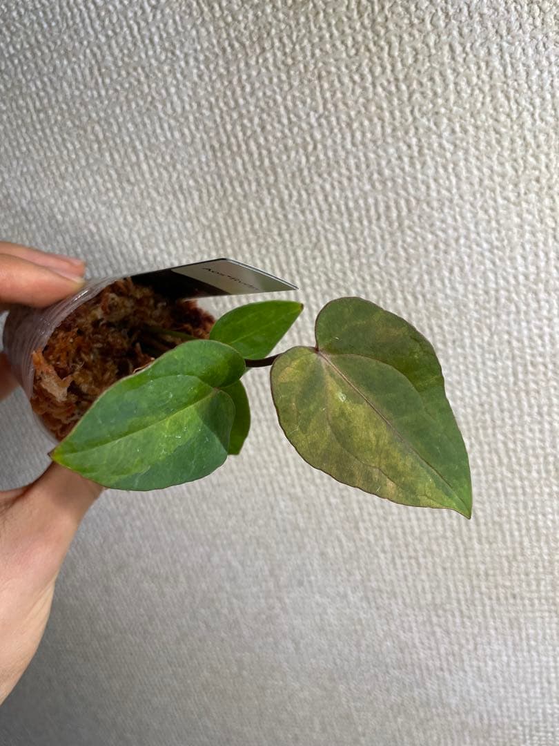 Anthurium AOS✖️RVDP斑入り