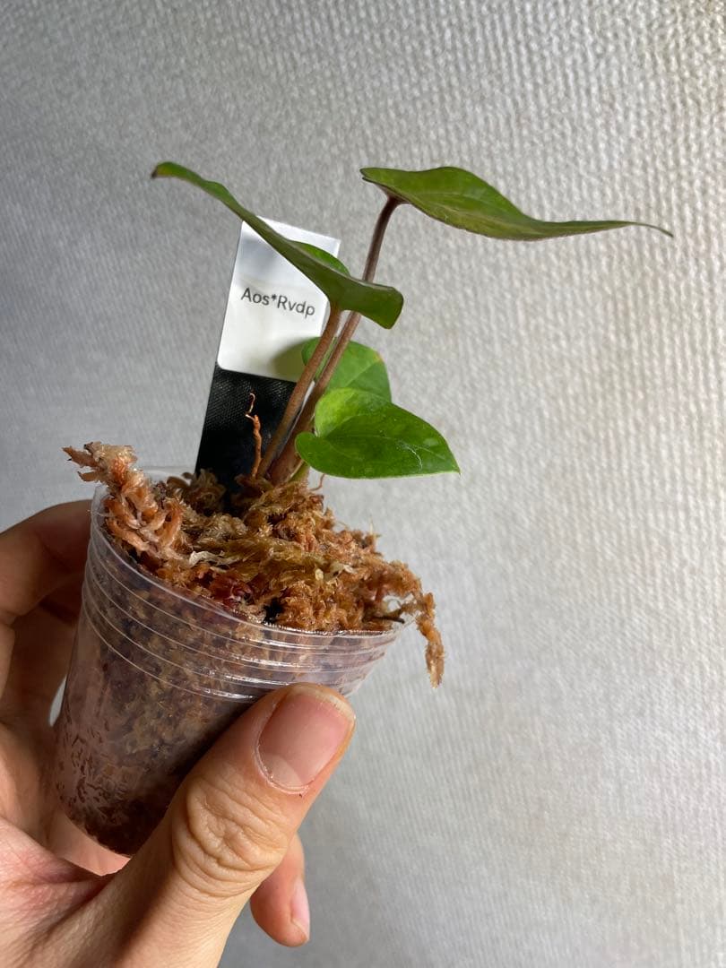Anthurium AOS✖️RVDP斑入り
