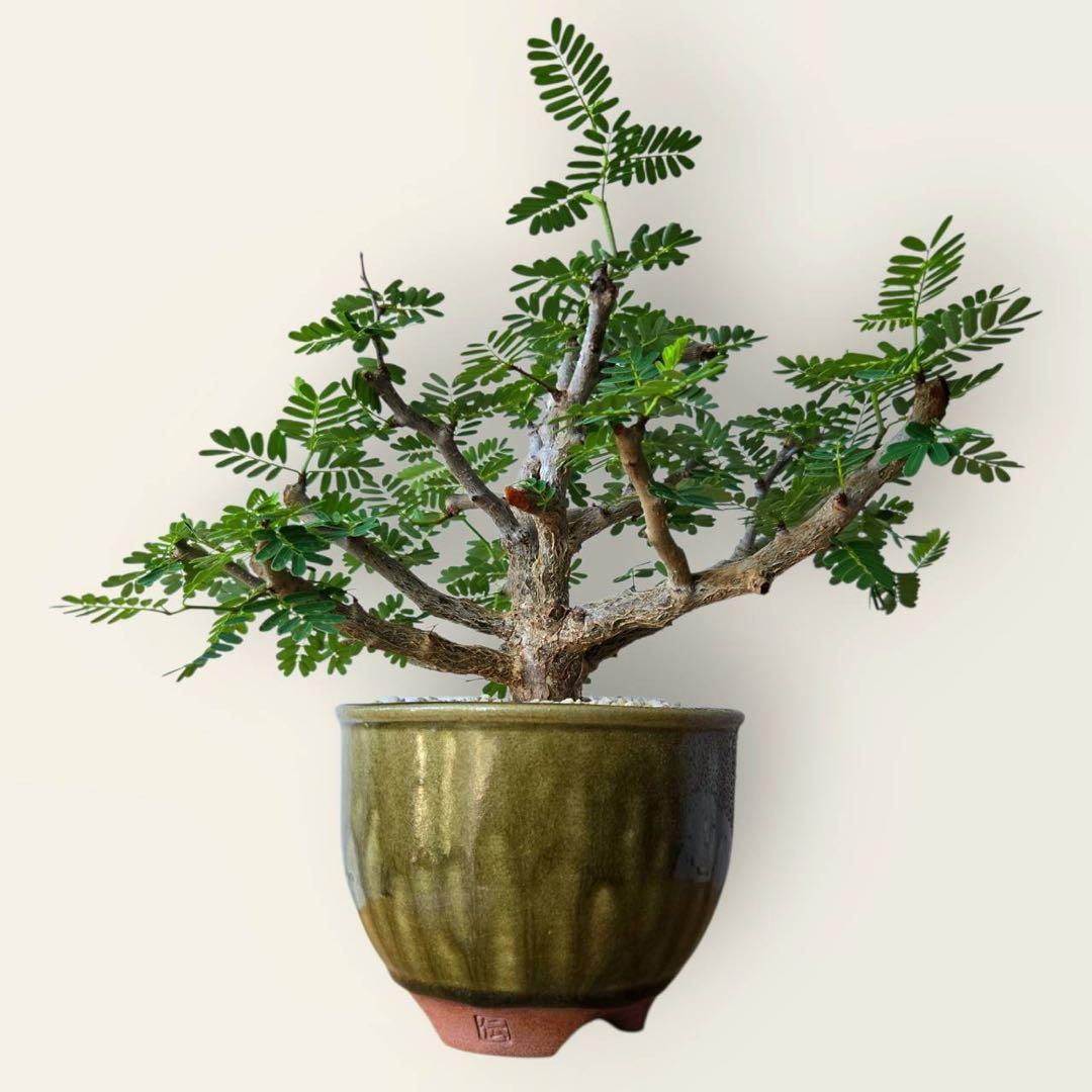 センナ・メリディオナリス　美樹形　伝市鉢付き　塊根／コーデックス