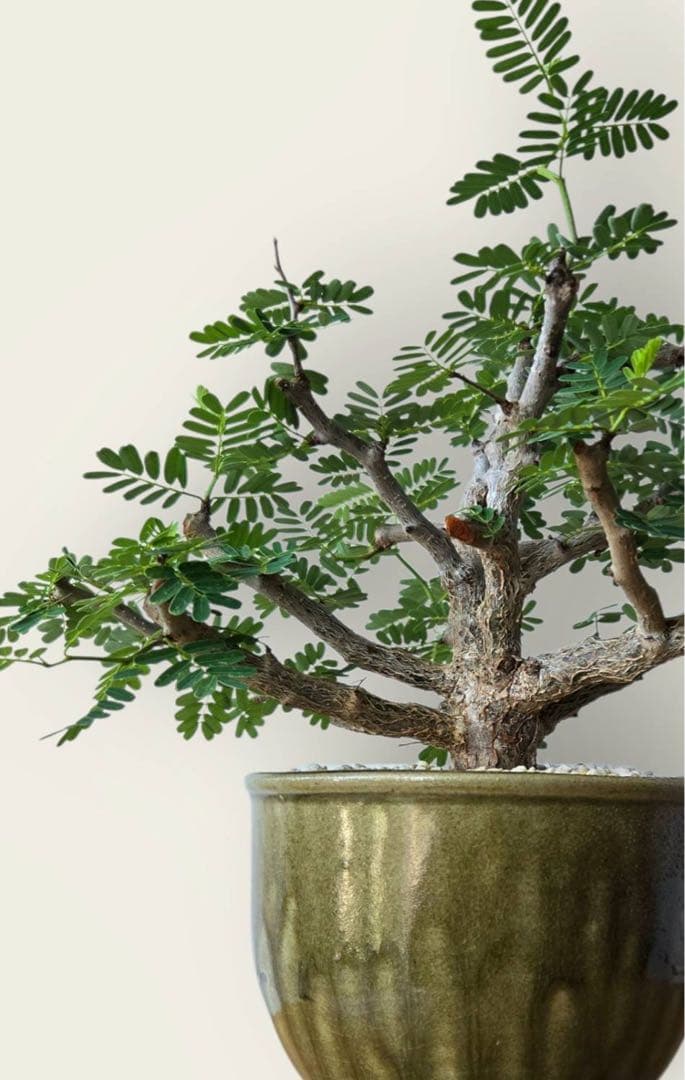 センナ・メリディオナリス　美樹形　伝市鉢付き　塊根／コーデックス