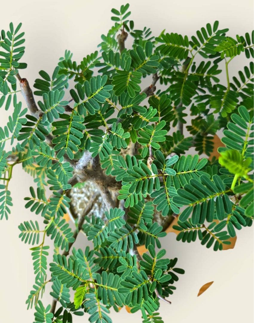 センナ・メリディオナリス　美樹形　伝市鉢付き　塊根／コーデックス