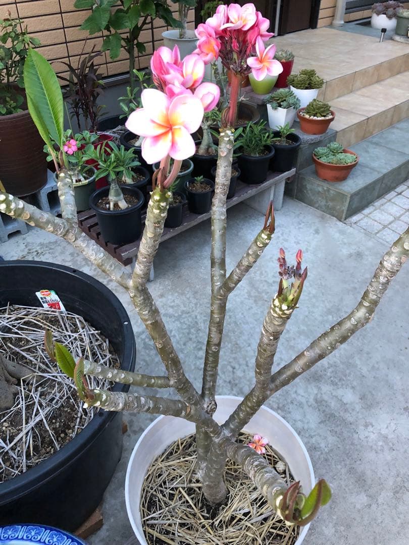 プルメリア苗木　花木