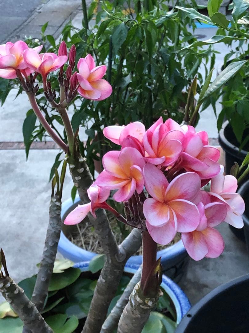 プルメリア苗木　花木